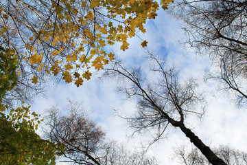 Obraz premium The tops of autumn trees against a cloudy sky