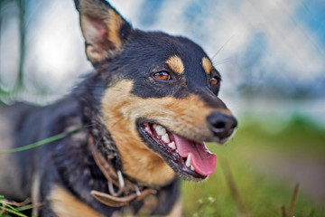 A guard dog is resting in the grass. Photographed close-up.