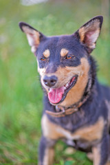 A guard dog is resting in the grass. Photographed close-up.
