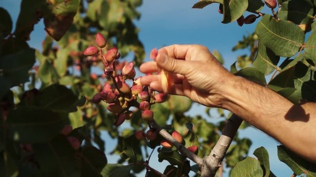 Picking ripe pistachios from the plant. Man choosing nut from the plant. 