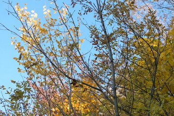 yellow tree in autumn