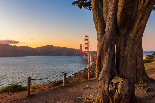 Golden Gate Bridge in San Francisco, California, USA at sunset, as seen from behind some trees in a park nearby