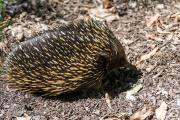 Short-beaked echidna (Tachyglossus aculeatus)