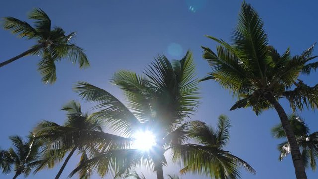 Top of coconut palm trees with blue sky. Travel destinations. Summer vacations