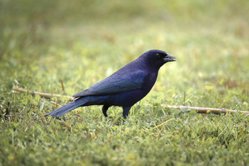 crow blue bird on grass mirlo blackbird