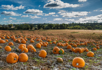Pumpkin crop