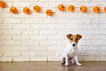 Portrait of young jack russell terrier doggy sitting on wooden floor over the white brick wall with halloween themed decoration. Close up, copy space for text, background. - Powered by Adobe