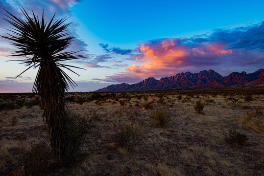 Organ Mountains and Yucca