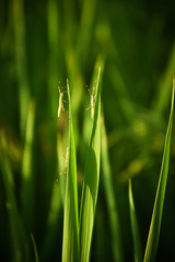 green grass with dew drops