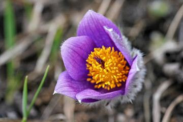 Purple greater pasque flower - Pulsatilla grandis - with bright yellow center growing in dry grass,...