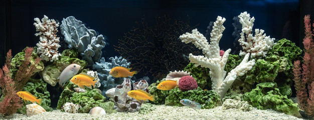 Freshwater aquarium in pseudo-sea style. Aquascape and aquadesign.
