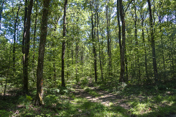 Summer forest panorama
