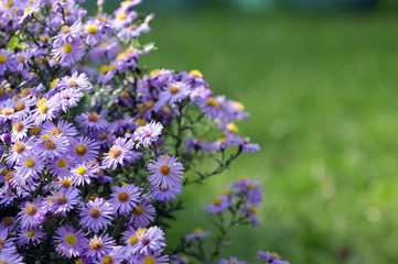 Pollination Violet Flowers Aster 