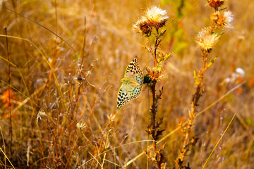 Butterfly - Glitter mother of pearl - Issoria lathonia,flies on the background of grass in the...