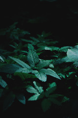 foliage under the glow