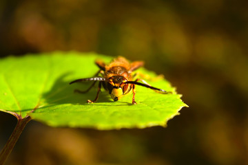 Hornet closeup front view sitting on a leaf.