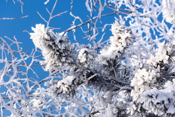 Pine branch covered with hoarfrost on a cold sunny winter day against a blue sky