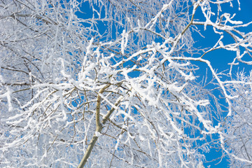 Trees covered with hoarfrost on a cold sunny winter day against a blue sky