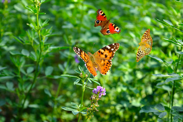 Three beautiful butterflies Painted lady - Vanessa Cardui,Peacock Eye Daytime - Inachis io,Glitter mother of pearl - Issoria lathonia,flies against the background of field clover.