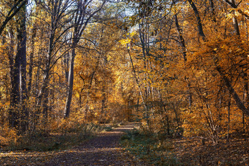 path in the autumn forest