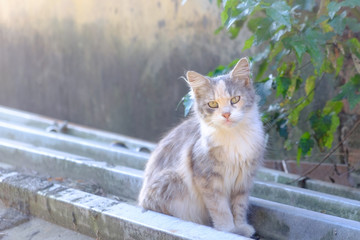 Street cat looking at the photographer?s lens