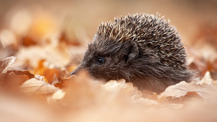European hedgehog, erinaceus europaeus, sniffing in autumn forest with orange leafs on the ground. Wild rodent with snout in wilderness © WildMedia