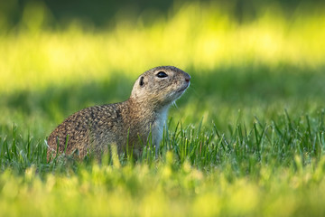 Naklejka na ściany i meble European ground squirrel, spermophilus citellus, with head held up watching around at sunrise. Shy little mammal in nature.