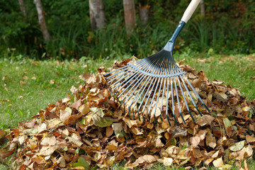 Rake for harvesting fallen leaves, close-up