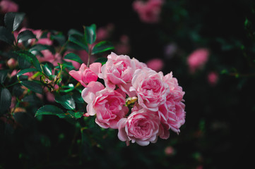 bouquet of pink roses