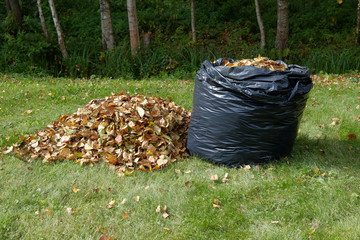 Black bag with fallen autumn leaves