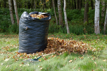 A pile of harvested autumn leaves in a black bag