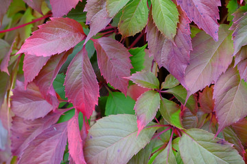 Red and pink leaves of decorative grapes