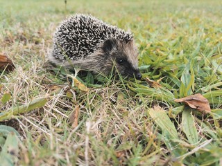 A hedgehog walks through a clearing, looking for food ...