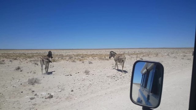 Passing by a herd of zebras at Etosha National Park in Namibia