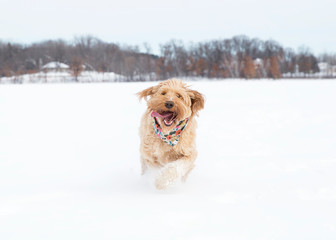 Goldendoodle 