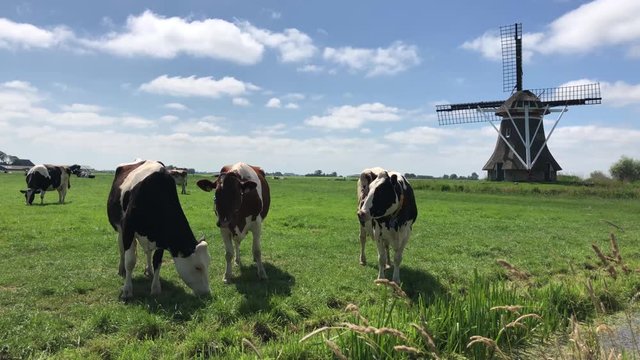 Cows in meadow with a windmill in Friesland The Netherlands