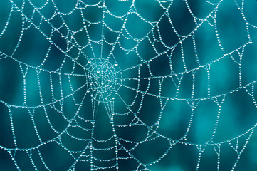 Spider web with dew drops in closeup with a blue background