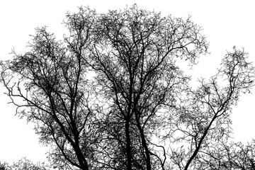 Obraz na płótnie Canvas Tree branches isolated on a white background