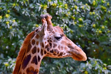 Head of the African giraffe...