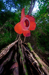 Raflesia Arnoldy