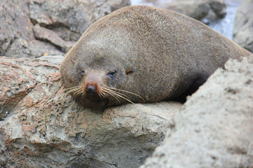 Naklejka premium Fur seal chilling at the Pacific Ocean on the South Island of New Zealand