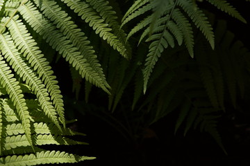 fresh green fern leaves texture background © Konstantin