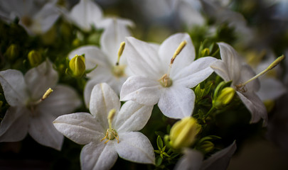 White flower with green blurred background