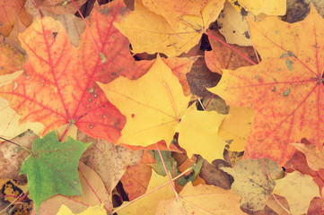 Autumn background of colored october maple leaves