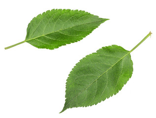 Fototapeta premium Green Apple-tree leaves isolated on white