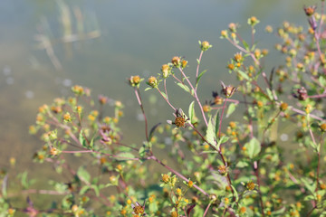 Flowers against the background of the lake 
