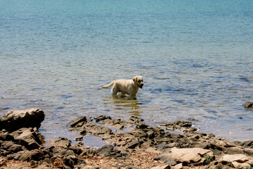 Beautiful and friendly dog playing in the water of the beach