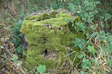 green moss on a tree 