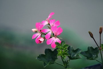 Fototapeta na wymiar pinke Blüten der Geranie