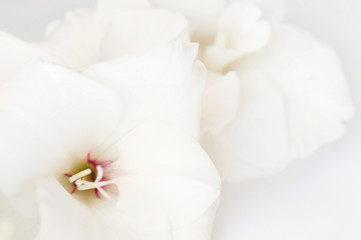 Obraz na płótnie Canvas White gladiolus flowers on white background. Close-up.